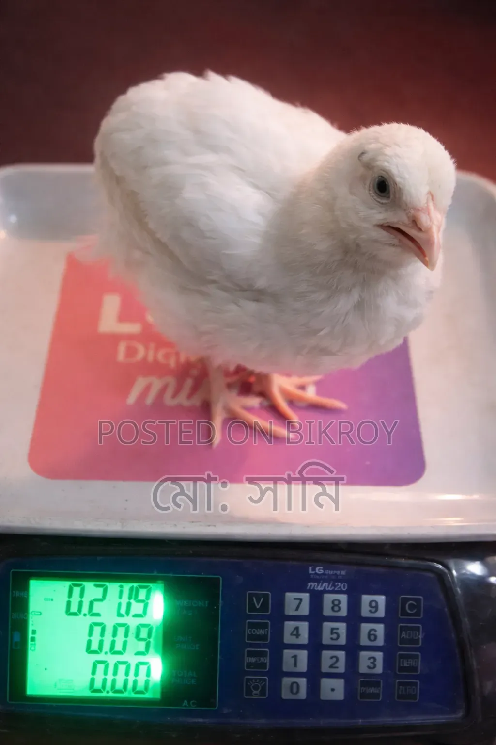 ইউ‌রো‌পিয়ান জায়ান্ট কর্টনিক্স কো‌য়েল
