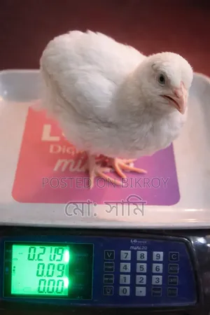 ইউ‌রো‌পিয়ান জায়ান্ট কর্টনিক্স কো‌য়েল