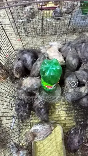 কোয়েল পাখি
