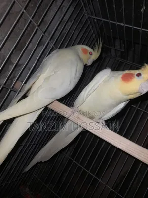 Running Lutino Cockatiel Pair with Eggs