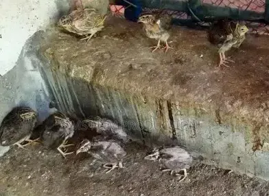 কোয়েল পাখি