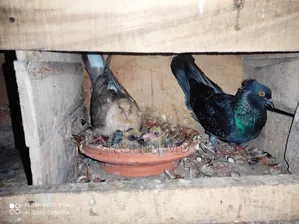 কবুতর বিক্রি