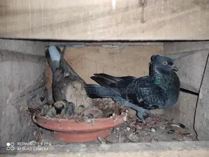 কবুতর বিক্রি