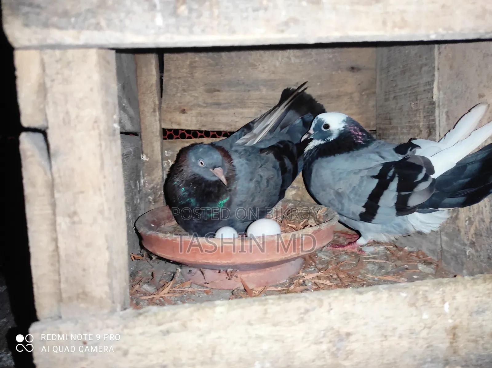কবুতর বিক্রি