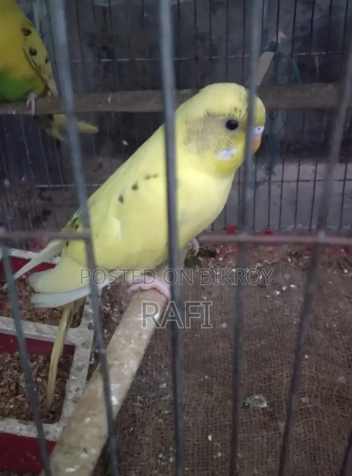 One Female Budgerigar Bird