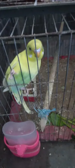One Female Budgerigar Bird