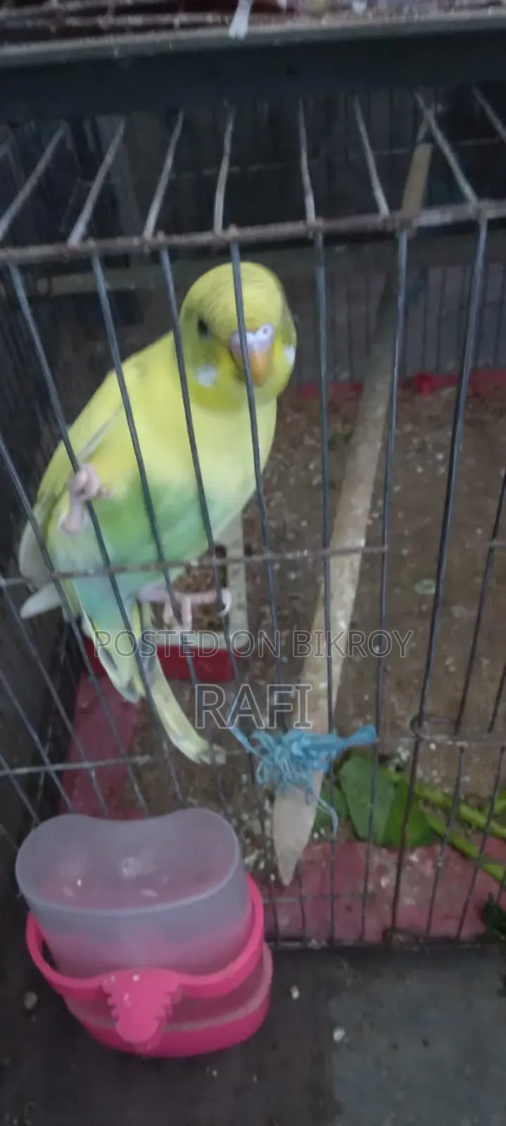 One Female Budgerigar Bird