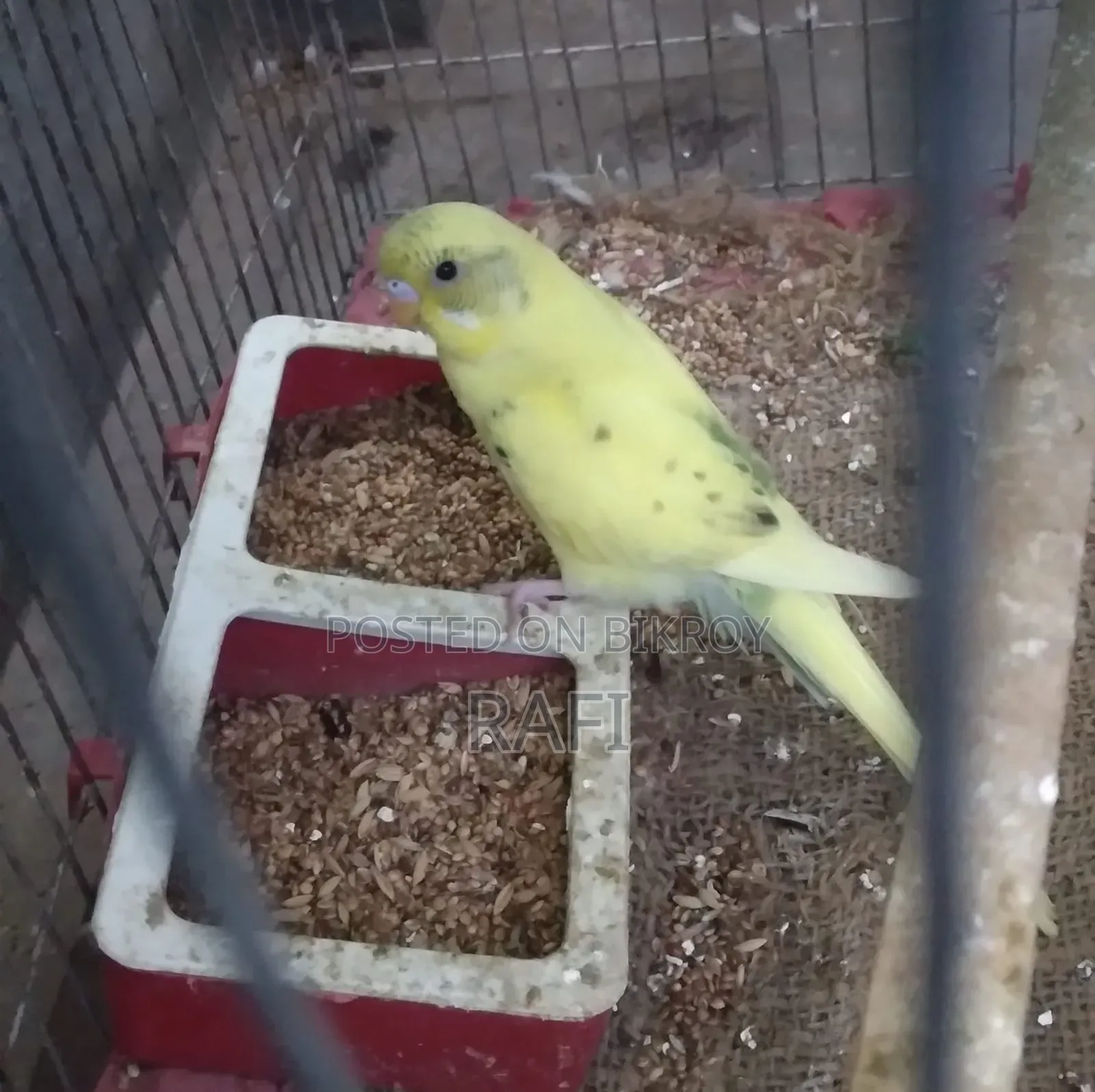 One Female Budgerigar Bird