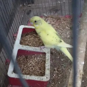 One Female Budgerigar Bird