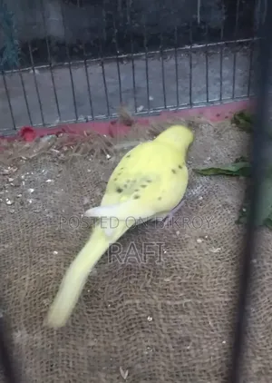 One Female Budgerigar Bird