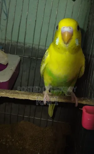 One Female Budgerigar Bird