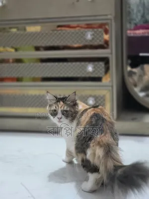 1+ Year Female Purebred Persian