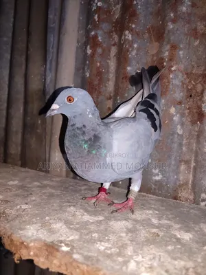 রেসার মাদি