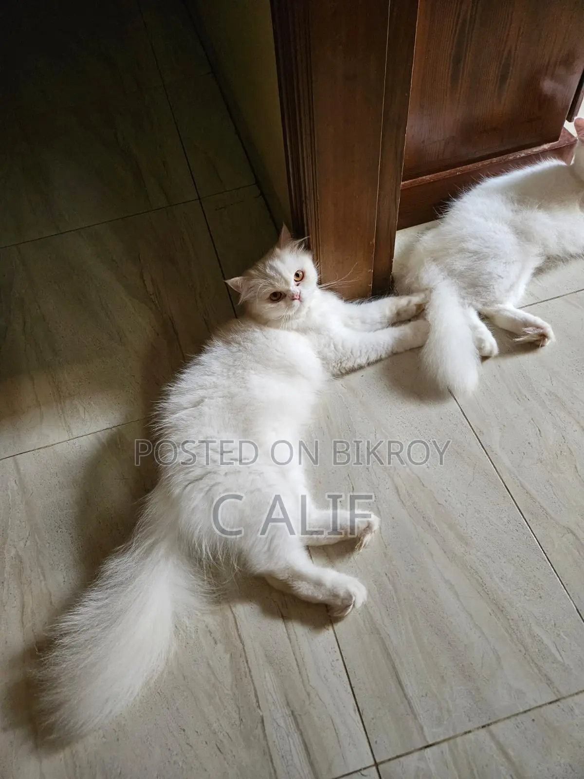 3-6 months Male Purebred Persian