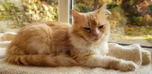 6-12 months Male Purebred Persian