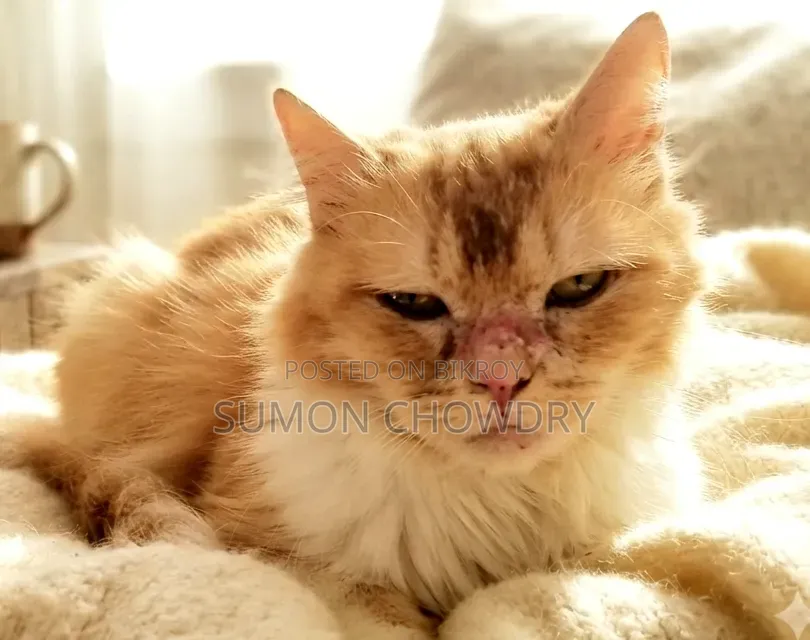 6-12 months Male Purebred Persian
