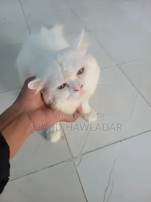 6-12 months Male Purebred Persian