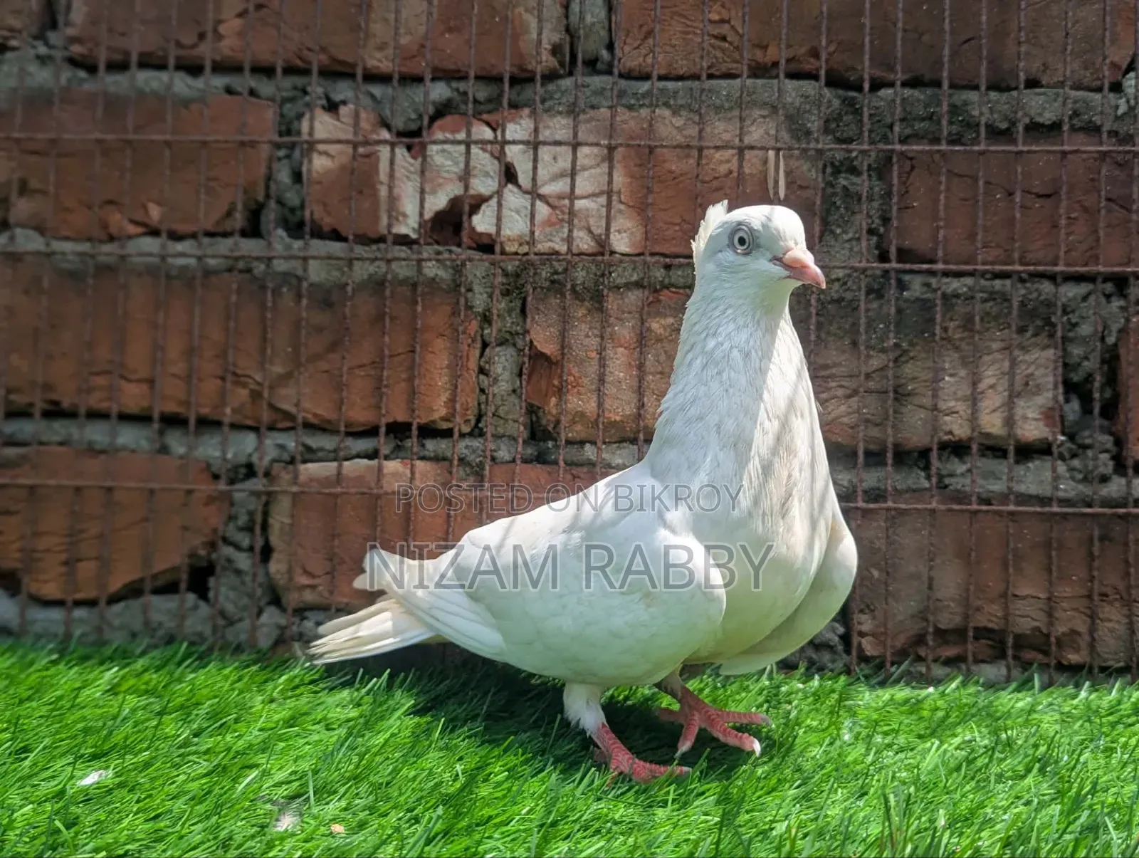 চুইনা মুসলি মাদি