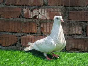 চুইনা মুসলি মাদি