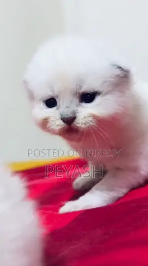 ০-১ মাসের ফিমেল পিউরব্রেড র‍্যাগডল