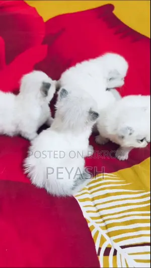 ০-১ মাসের ফিমেল পিউরব্রেড র‍্যাগডল