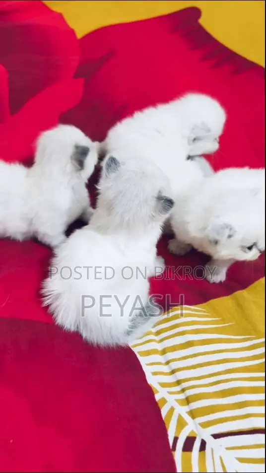 ০-১ মাসের ফিমেল পিউরব্রেড র‍্যাগডল