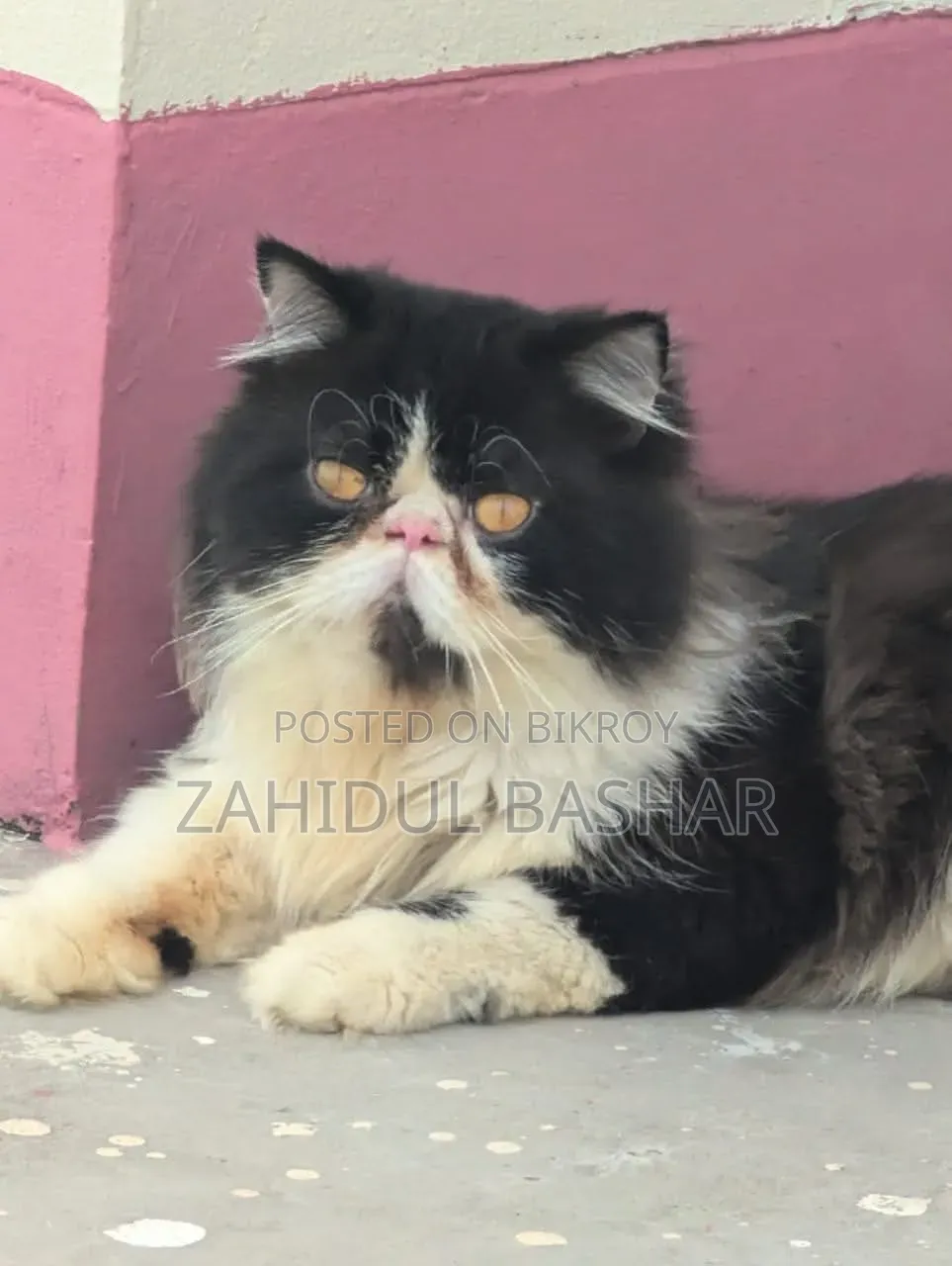 1+ year Male Purebred Persian