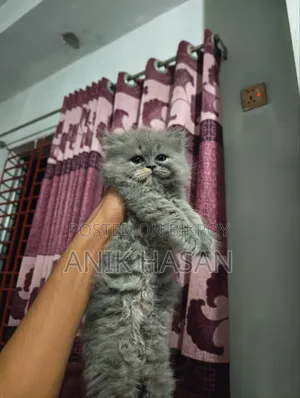 1-3 months Female Purebred Persian