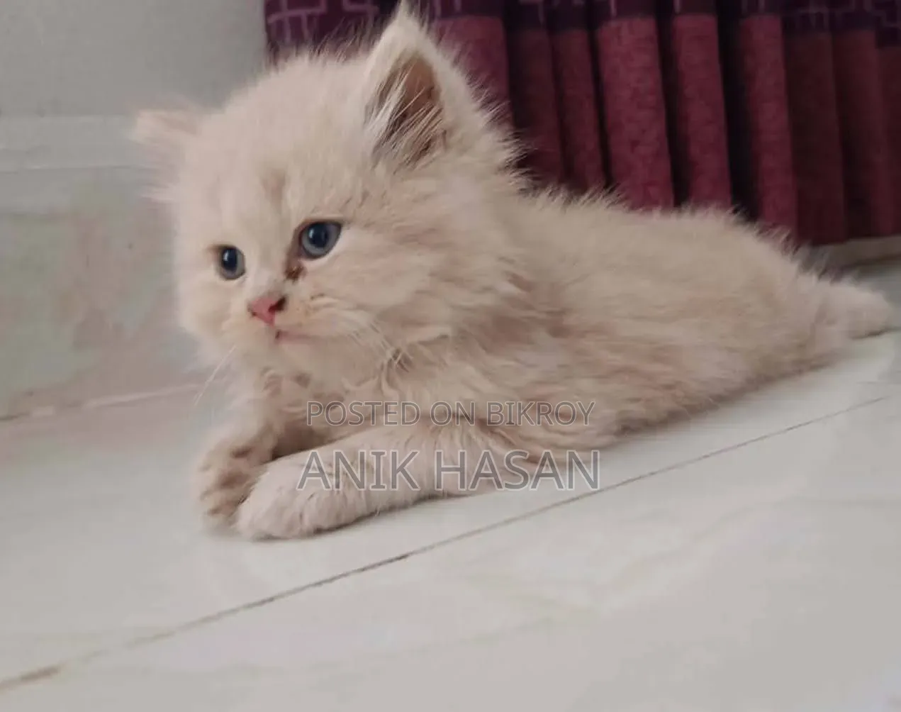 1-3 months Female Purebred Persian