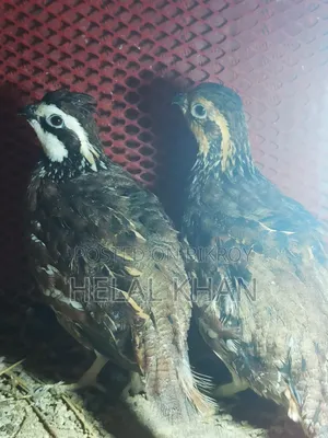 বব হোয়াইট কোয়েল