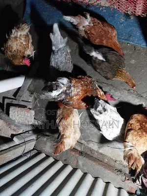 100% Organic & Healthy Running Tiger Chicken / Breeder Set (Khulna)