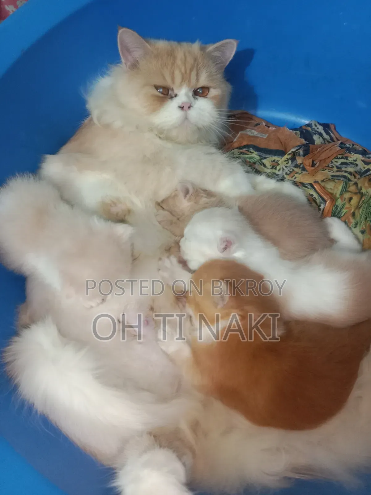 1+ year Female Purebred Persian