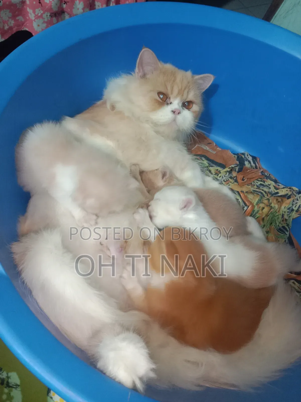 1+ year Female Purebred Persian