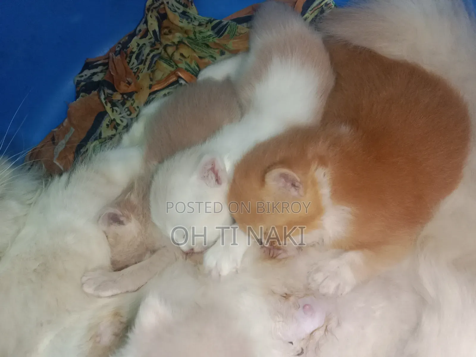 1+ year Female Purebred Persian