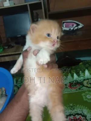 1+ year Female Purebred Persian