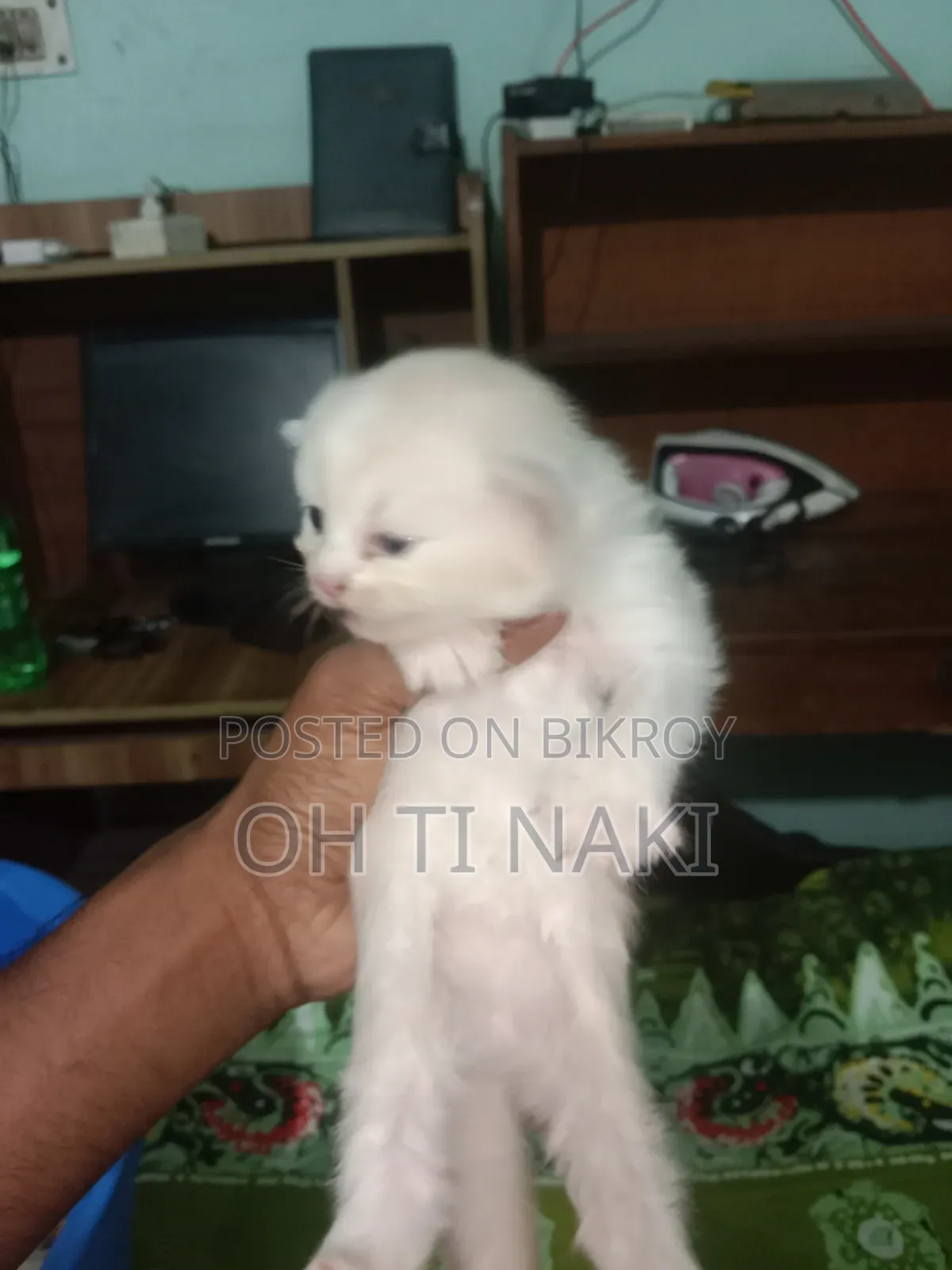 1+ year Female Purebred Persian