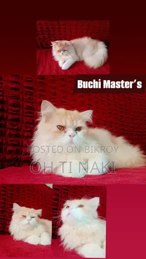 1+ year Female Purebred Persian