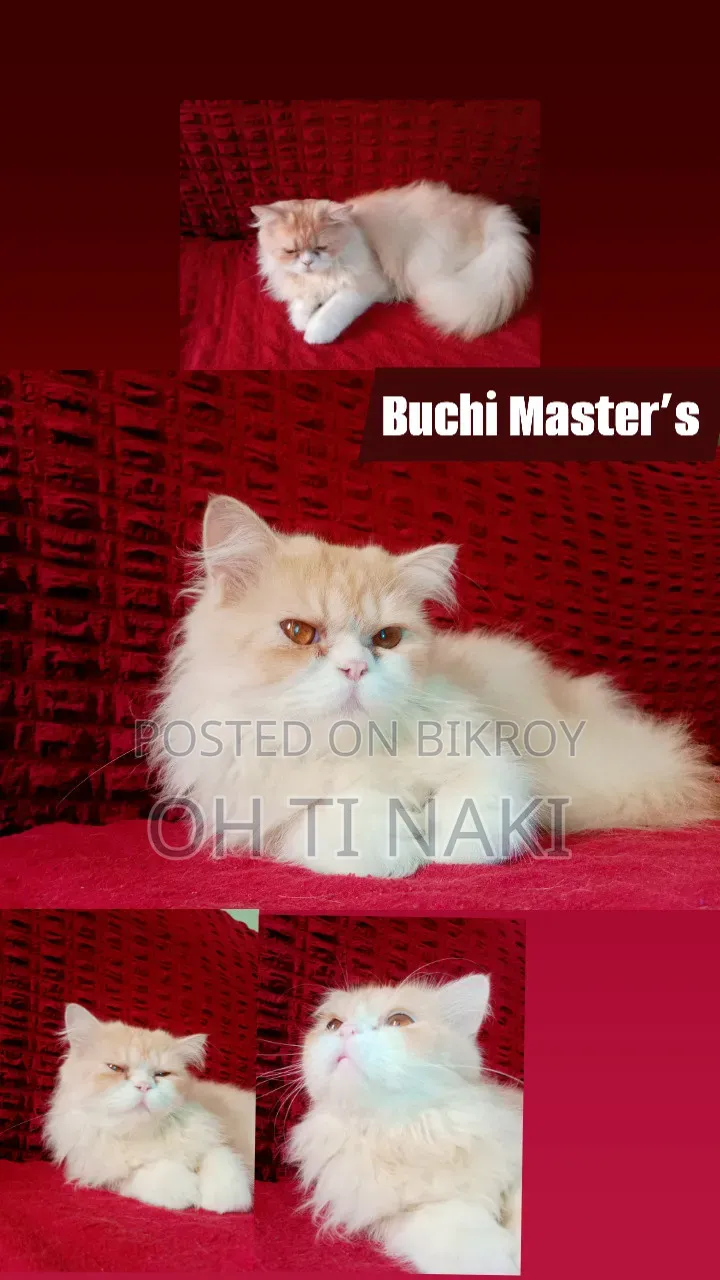 1+ year Female Purebred Persian