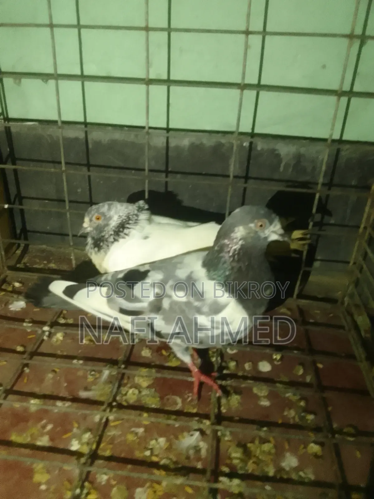 গিরিবাজ কবুতর