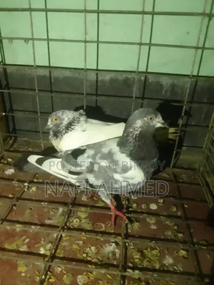গিরিবাজ কবুতর