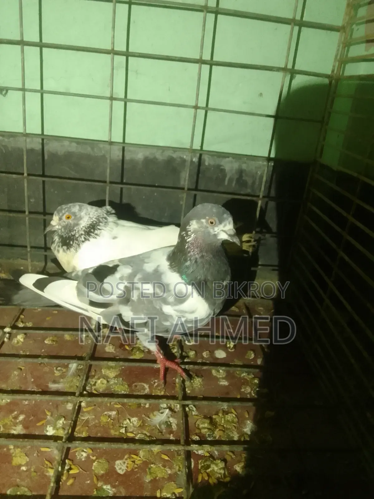 গিরিবাজ কবুতর