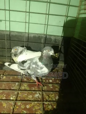 গিরিবাজ কবুতর