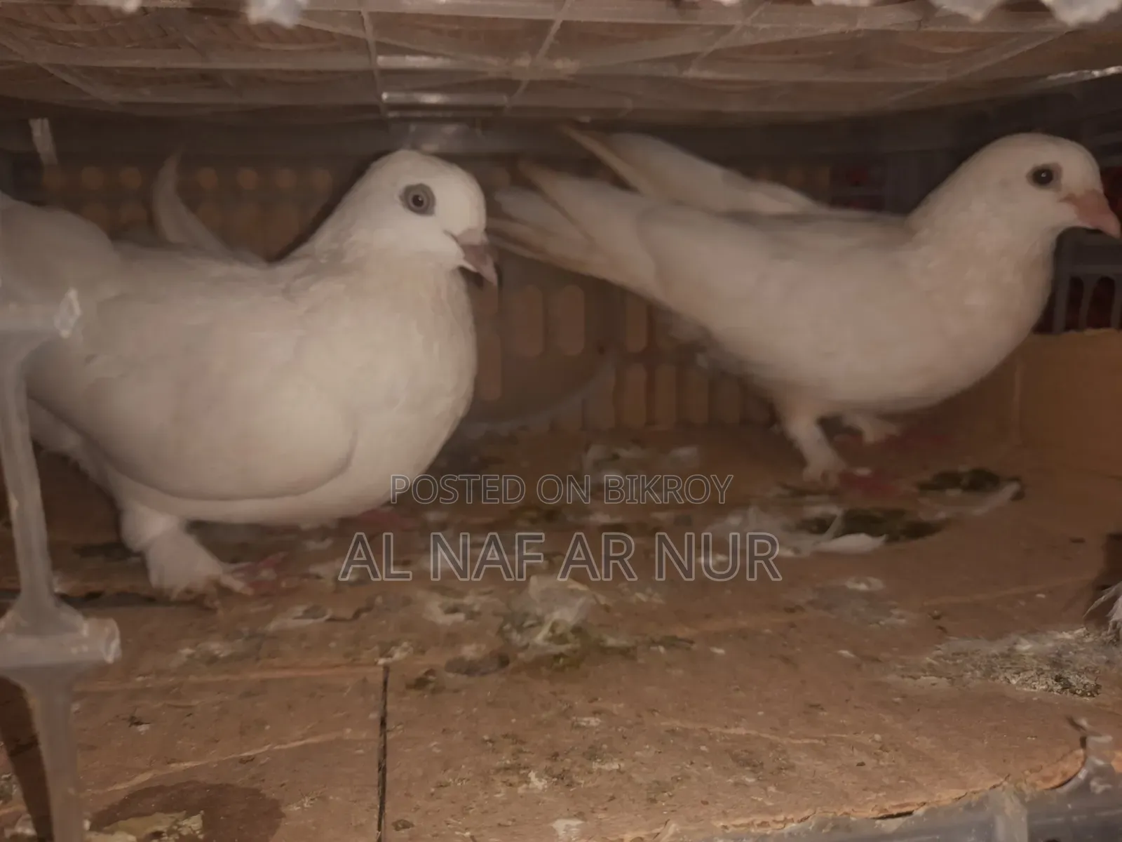 কারজি কবুতর
