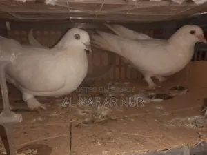 কারজি কবুতর