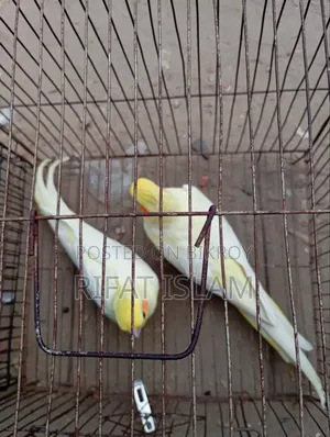 ককাটেল পাখি