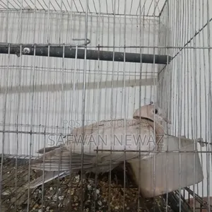 Baby Gugu Pakhi Bikri Hobe