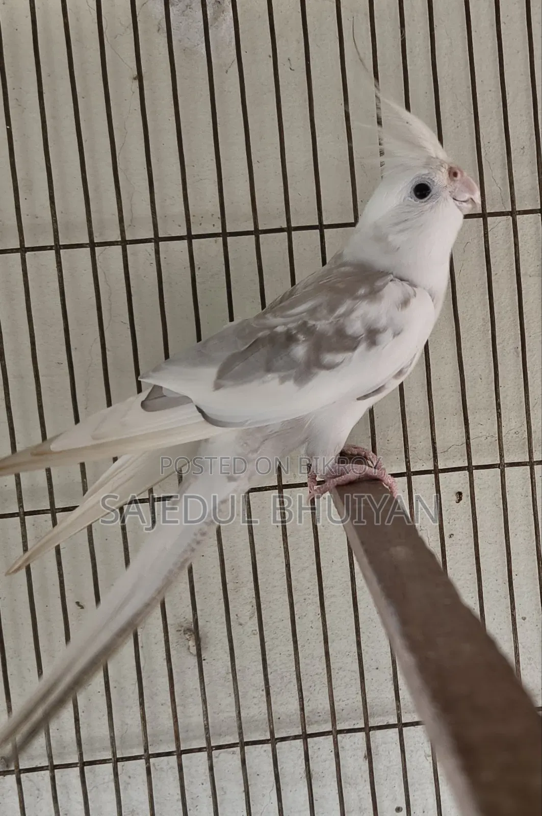 Male Cockatiel