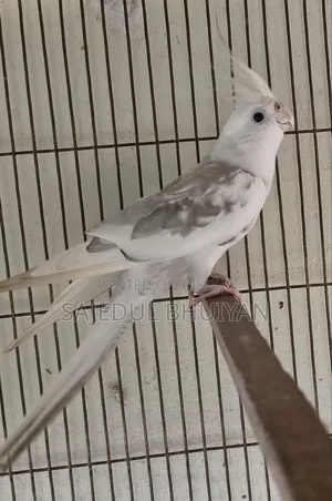 Male Cockatiel