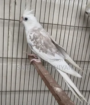 Male Cockatiel