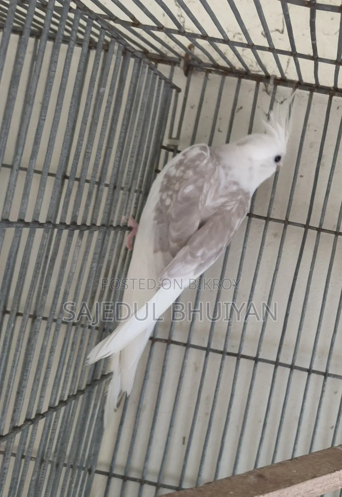 Male Cockatiel